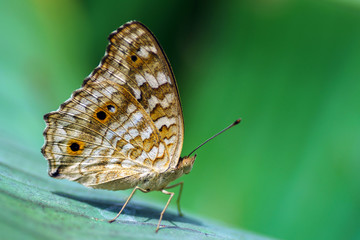 Fototapeta premium Butterfly background style