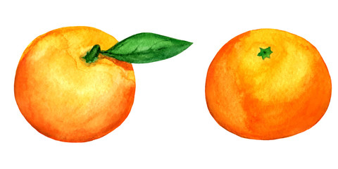 set of 2 vector watercolor tangerines isolated on white backgrou