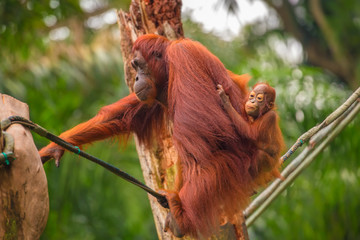 Orangutan in the Singapore Zoo