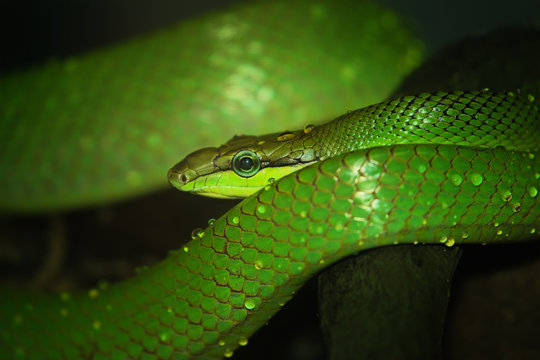 Oriental whip snake, green viper