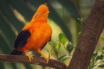 Orange colorful bird, Cotinga, Cock on the rock