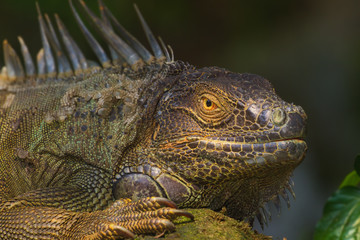 Fototapeta premium Close-up of a Green Iguana, Reptile