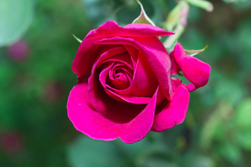 red roses in the garden
