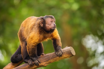 Brown capuchin monkey among the trees.