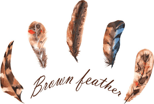 Set of watercolor brown feathers, painted by hand