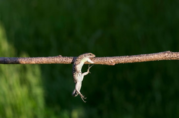 gray lizard, hanging on a branch