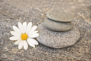 Fototapeta na wymiar Stack of stone pebbles and a daisy