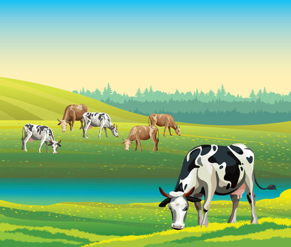 Summer landscape with cows and meadow.