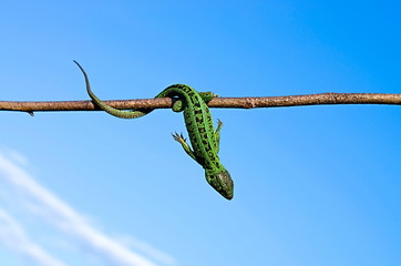 green lizard is hanging on a branch