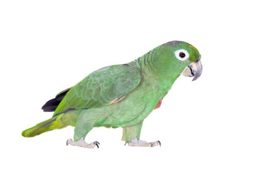Mealy Amazon isolated on white