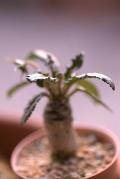 dorstenia foetida cactus