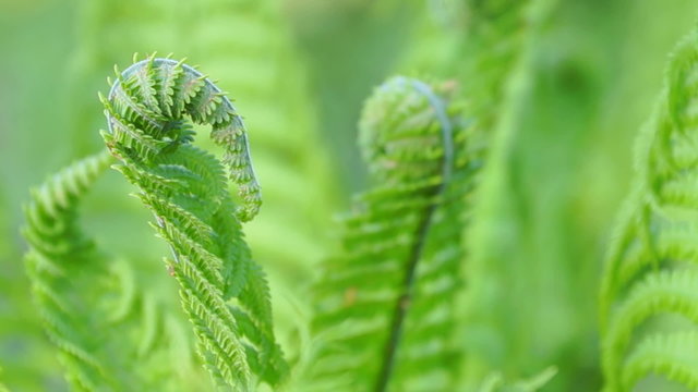 
Young Green Fern Leaves Swaying in the Wind