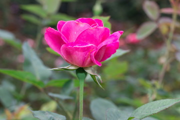 Beautiful pink rose in a garden
