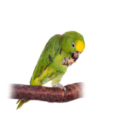 Yellow-crowned amazon isolated on white