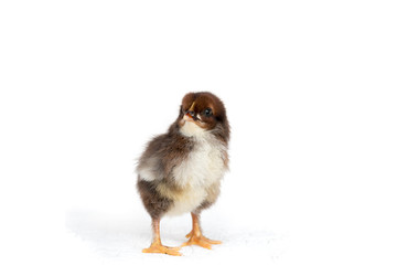 Brown chicken isolated on a white background