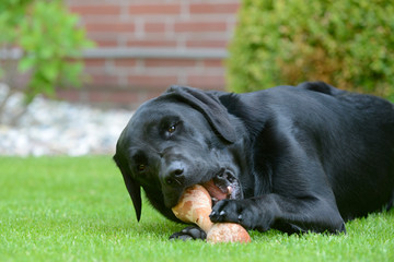 black Labrador eat bone