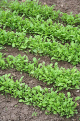 file di rucola nell'orto_ insalata