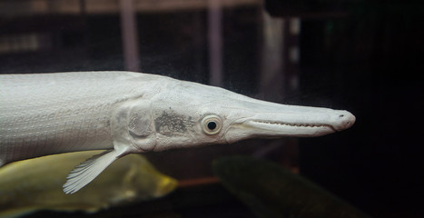 alligator garfish 