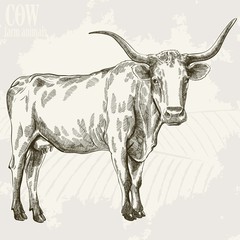 cow standing and looking at the camera