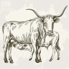 cow and her calf