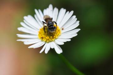 Bee on the flower
