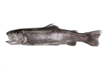 Fototapeta premium Horizontal photo of a wild Cutthroat trout, in pristine condition, isolated on a white background