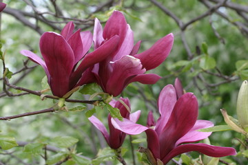 Magnolia, magnolie, kwiat magnolii - obrazy, fototapety, plakaty