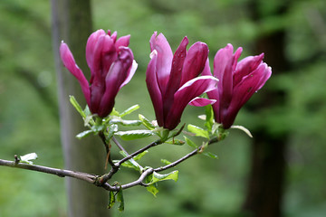 Magnolia, magnolie, kwiat magnolii