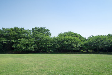 新緑の公園