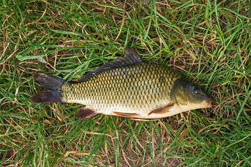 fish carp on grass