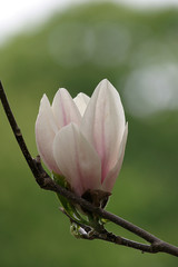 Magnolia, magnolie, kwiat magnolii