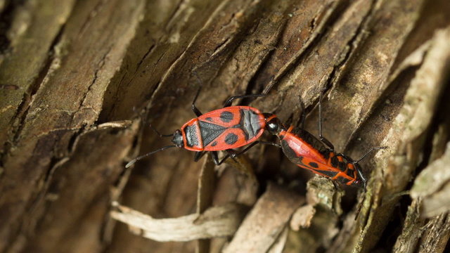 Firebugs Mating 2