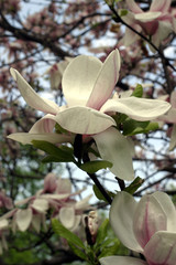 Magnolia, magnolie, kwiat magnolii