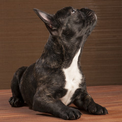 Chiot bouledogue français