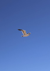 Seagull