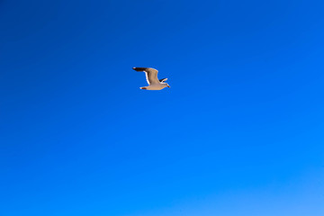 Seagull
