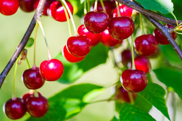 Sour cherries with leaf on the tree