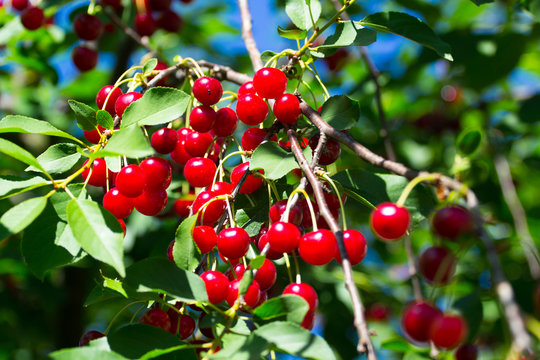 Sour cherries with leaf on the tree