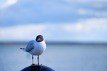 Möwe