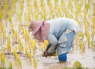 Thai farmer is doing rice farming.