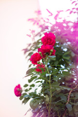 Bush with red roses in sunshine selective focus