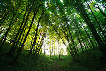 Fototapeta na wymiar Mystical summer green forest in backlit of sun