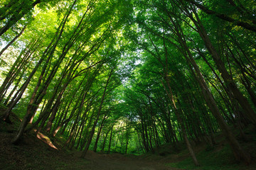 Fototapeta na wymiar Mystical summer green forest in backlit of sun