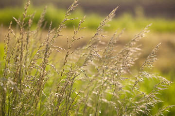 Spikes of green grass on a summer meadow closeup at dawn