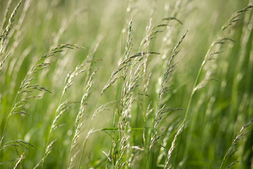 Spikes of green grass on a summer meadow closeup