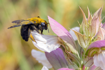 Xylocopa violacea on flower