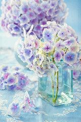 beautiful hydrangea flowers in a vase on a blue background . 