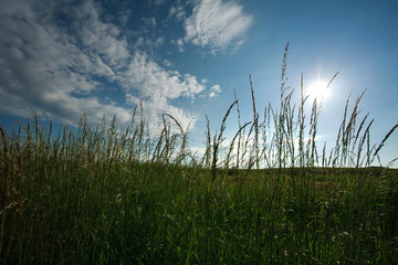 Field of green grass on a background of blue sky and white cloud