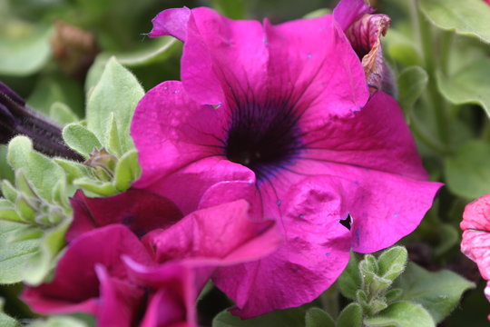 Malwa, malwy - prawoślaz - Bylina (Alcea)