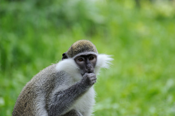 Monkey portrait